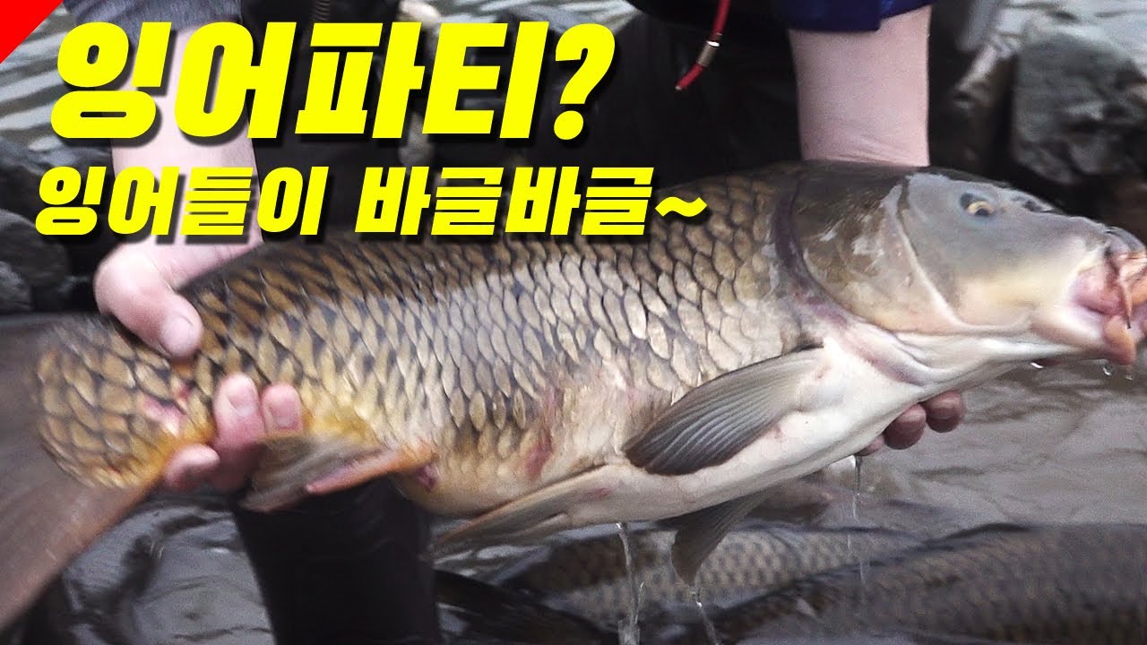 잉어들이 바글바글한 이 곳은? 12수 잉어들을 만난 여기는?