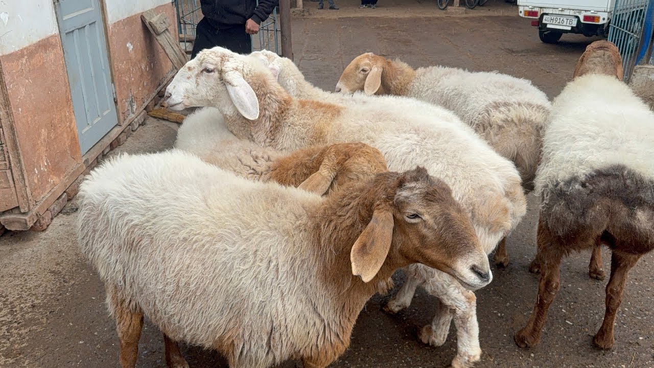 QUQON QUY BOZORI BUGUN ARZON BULDI CHORSHANBA 04 03 2026