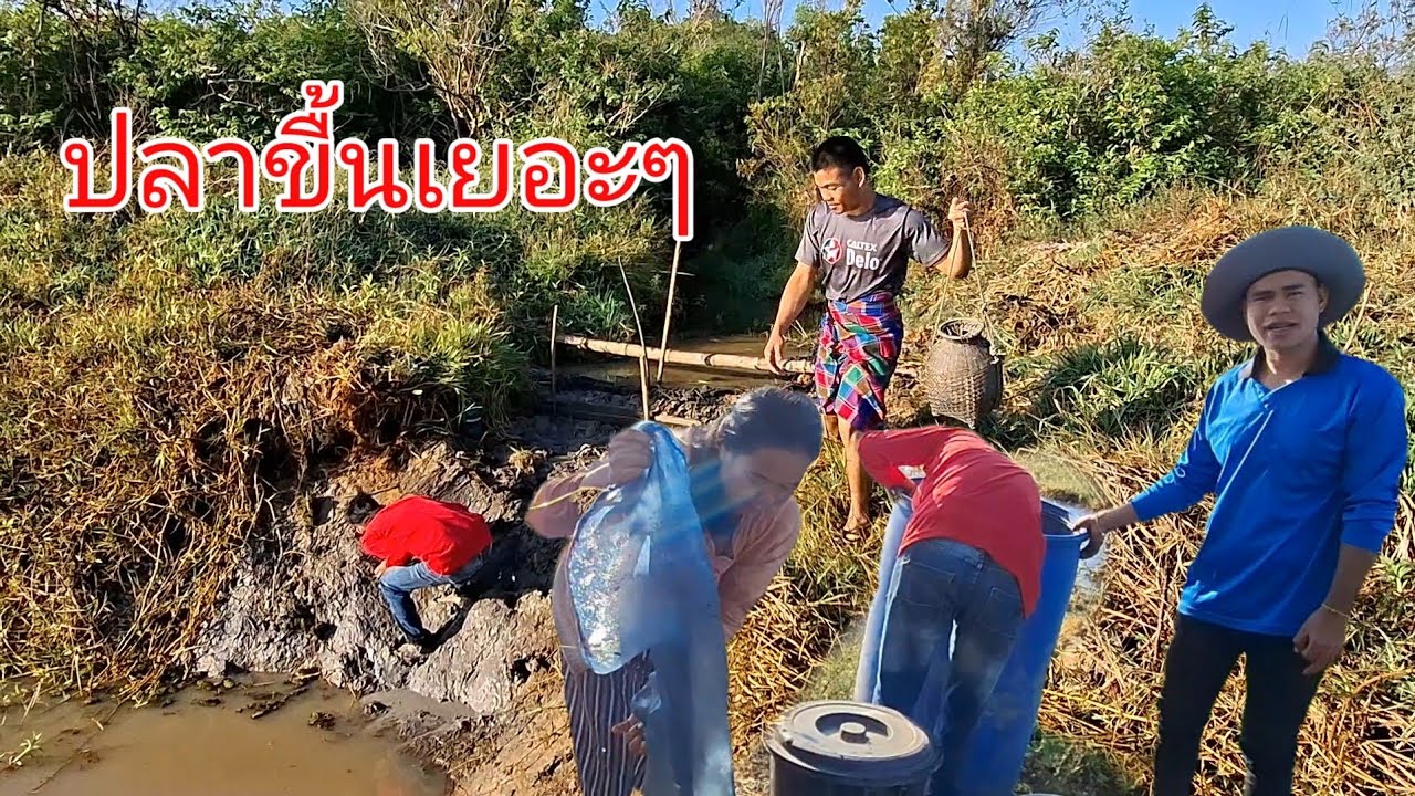 บ่าวน้ำ วิ่งใส่ปลาจนตกหนอง