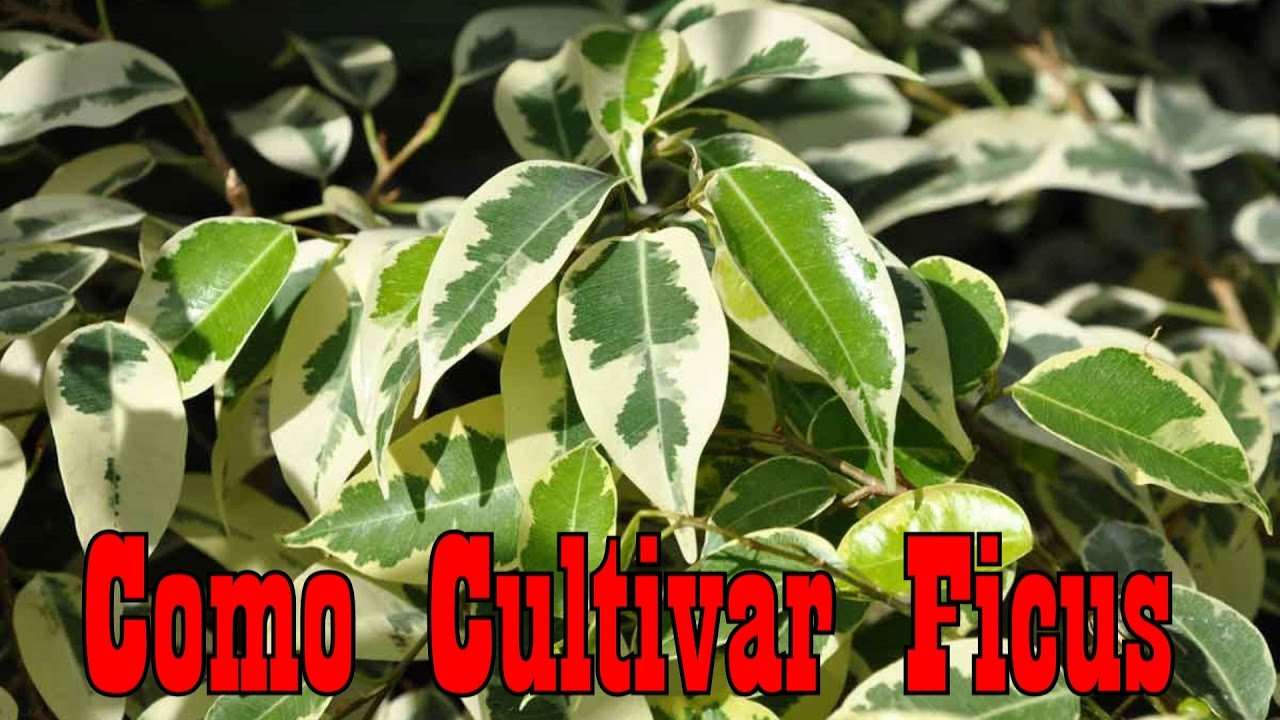 Mondini Plantas: Como Cultivar Ficus