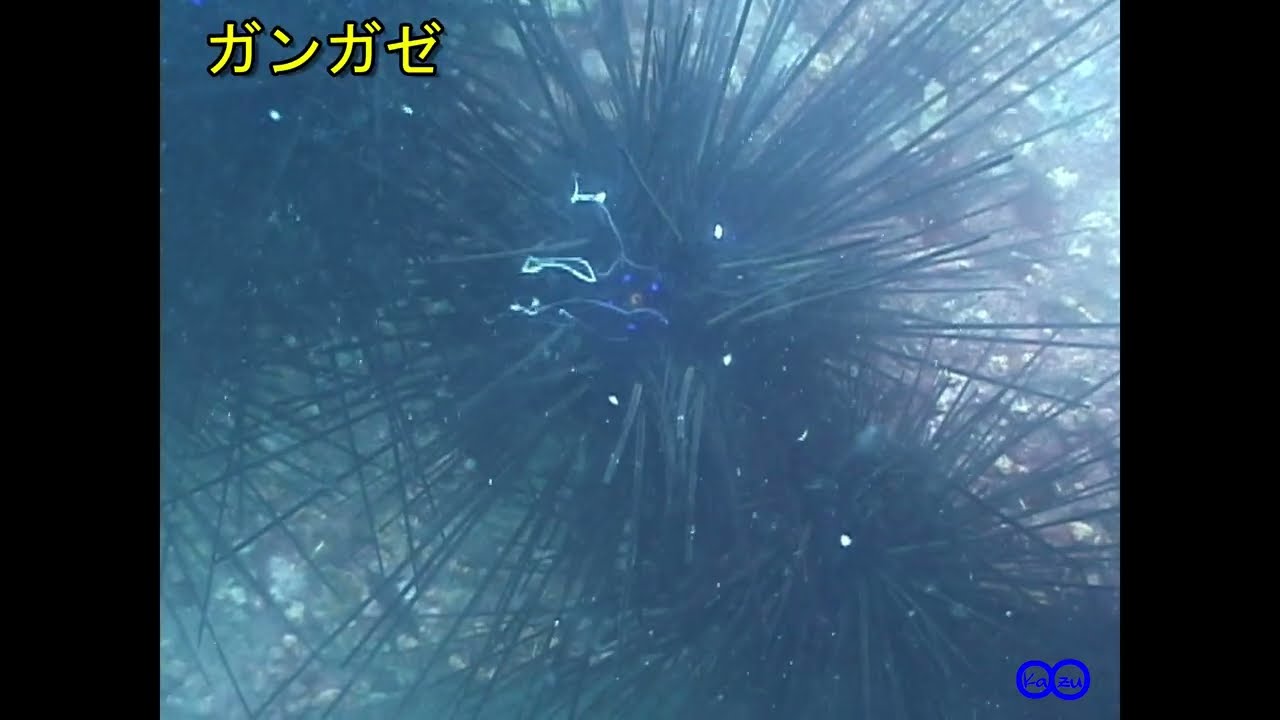 【瞬撮】ガンガゼ・タコノマクラ・ナマコ放精　Diadema setosum・Clypeaster japonicus・Holothuroidea　sperm release