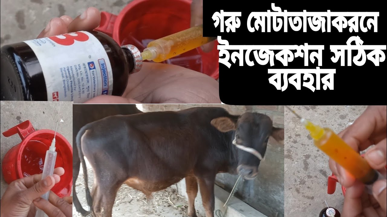 গরু মোটাতাজাকরণ ইনজেকশন এর সঠিক ব্যবহার | Correct of cow fattening injectionse | Farmer plus