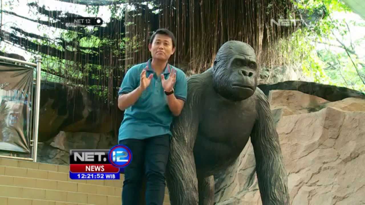 NET12 - Pusat primata Schmutzer di Taman Ragunan