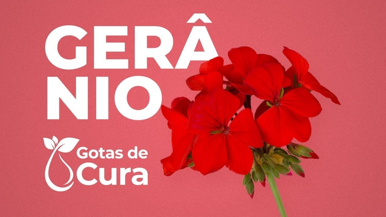 Conheça o Óleo de Gerânio