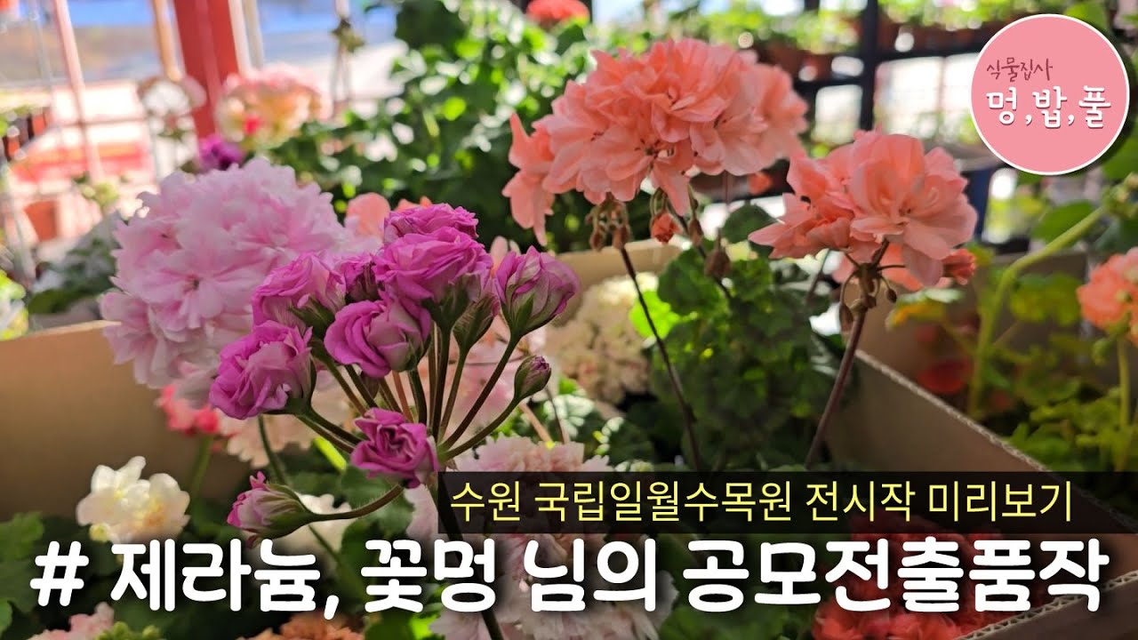 제라늄,꽃멍님 수원전시회 출품작미리공개 #수원 국립일월수목원전시회 #봄노을 #북안드로메다 #geranium #pelargonium #멍밥풀제라늄
