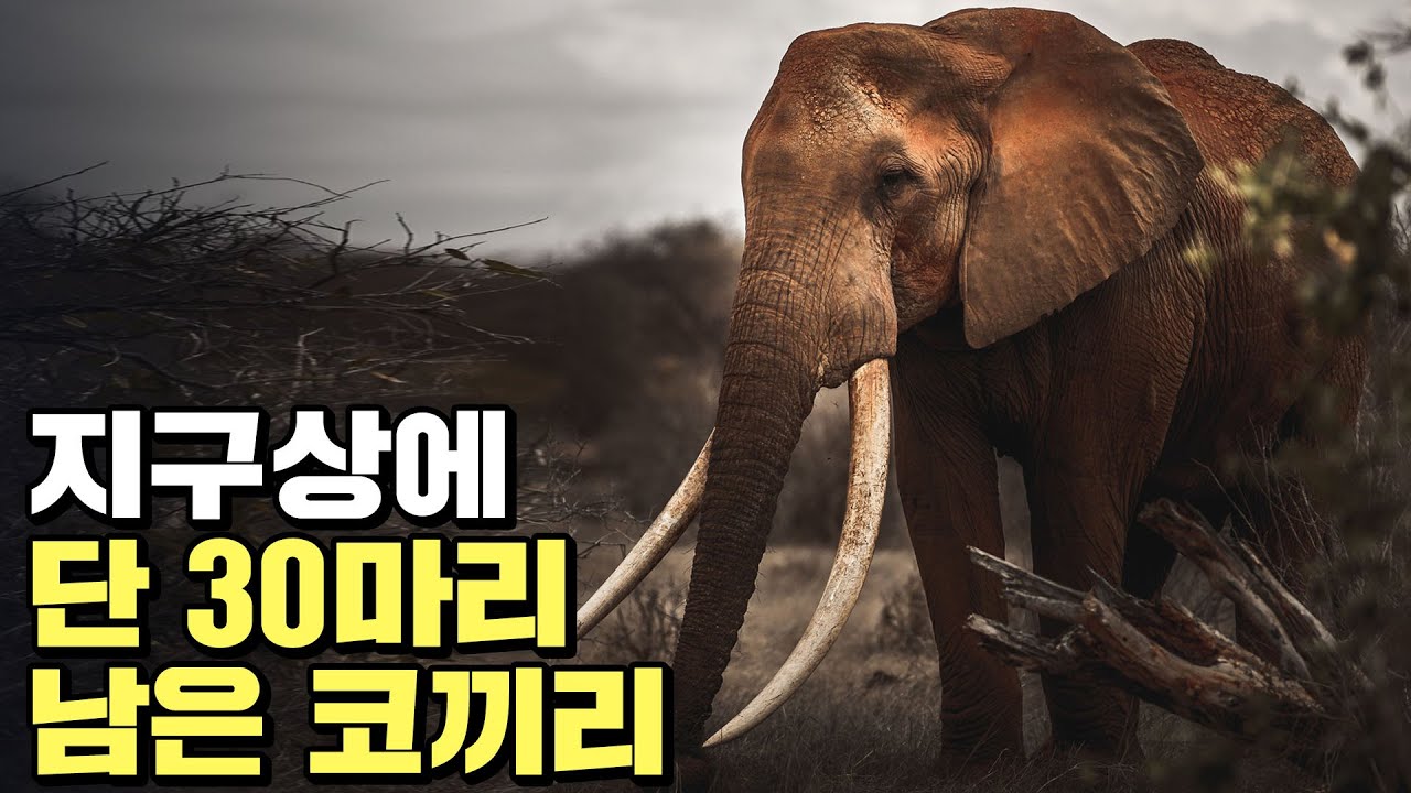 멸종 위기를 맞은 코끼리의 눈물