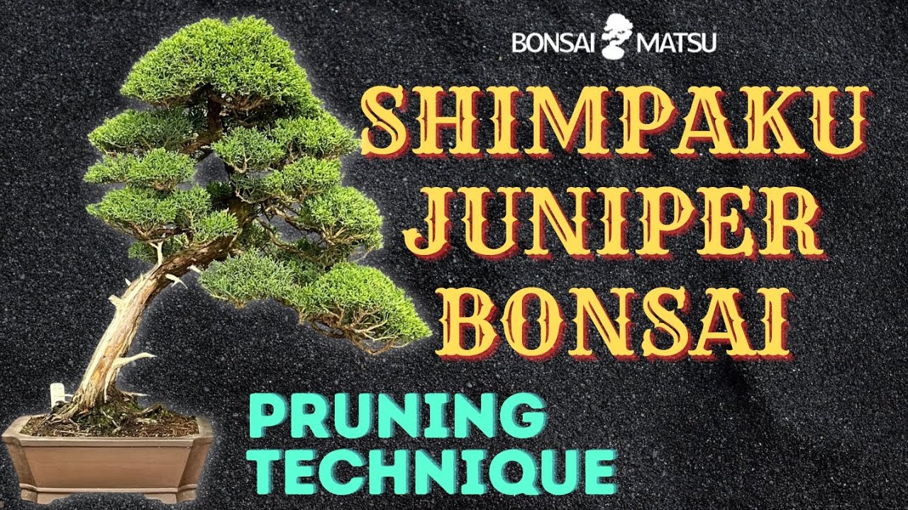 Shimpaku Juniper - Prune, Deadwood Clean and Maintenance