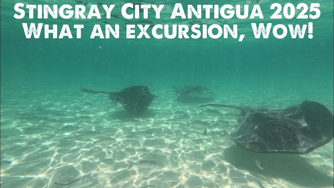 Stingray city Antigua 2025