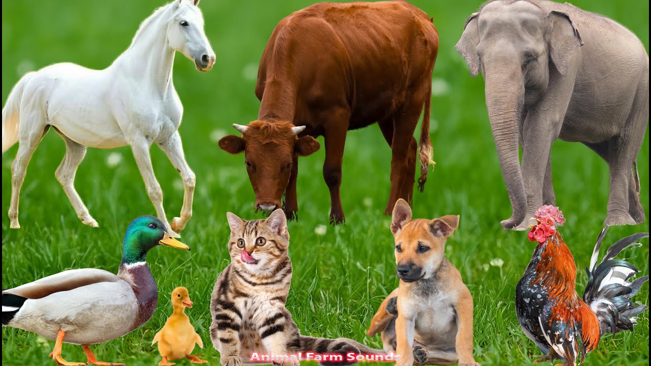 Farm Animal Moments: Duck, Cow, Dog, Cat, Sheep, Chicken & Horse – Lovely Sound Video