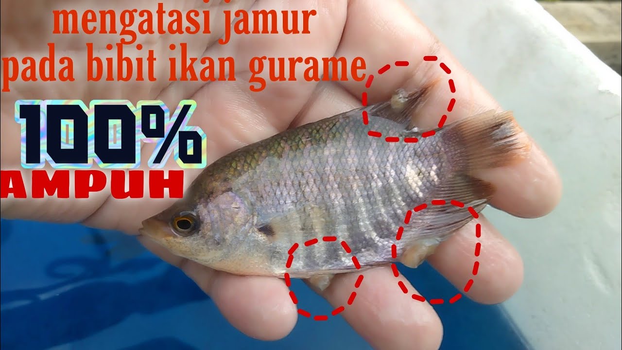 mengatasi jamur pada ikan gurame yang paling ampuh