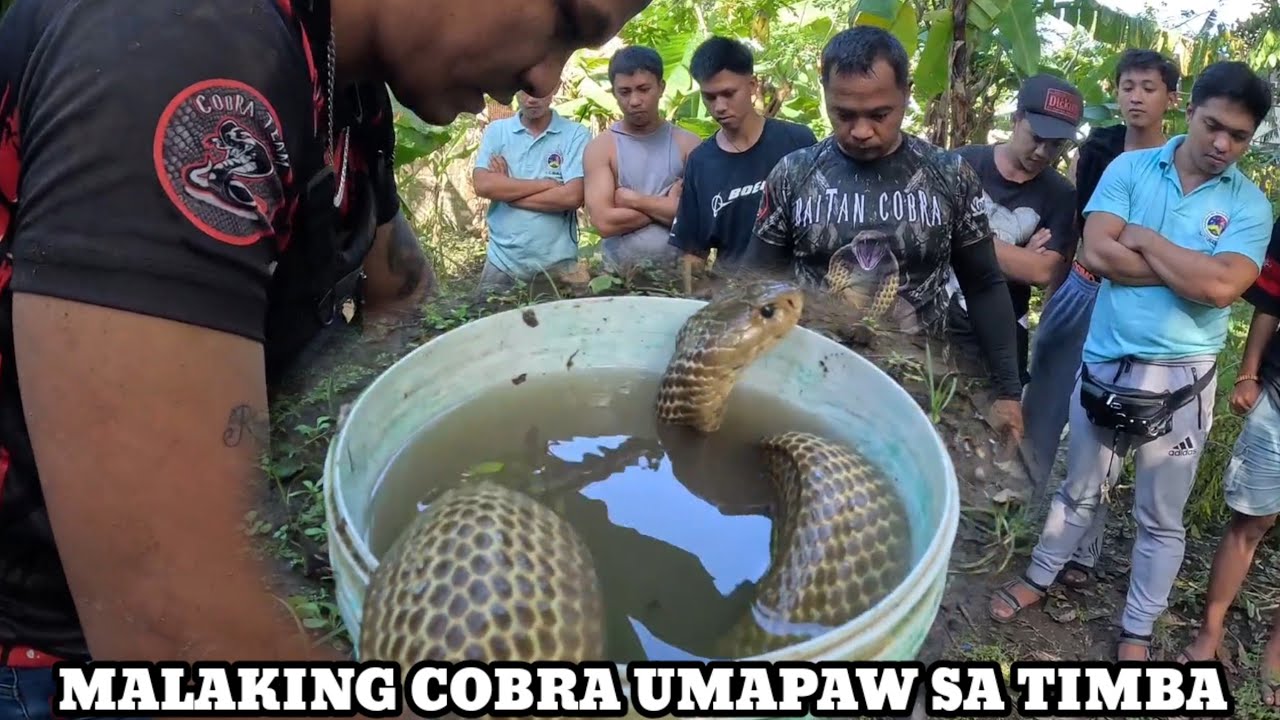 KIKILABUTAN KA COBRA UMAPAW SA TIMBA SA SOBRANG LAKI.NAGCARLAN LAGUNA#tolcobra