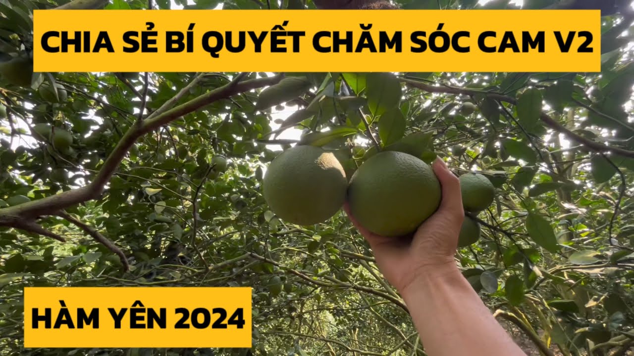 Chia Sẻ B&iacute; Quyết Chăm S&oacute;c Cam V2