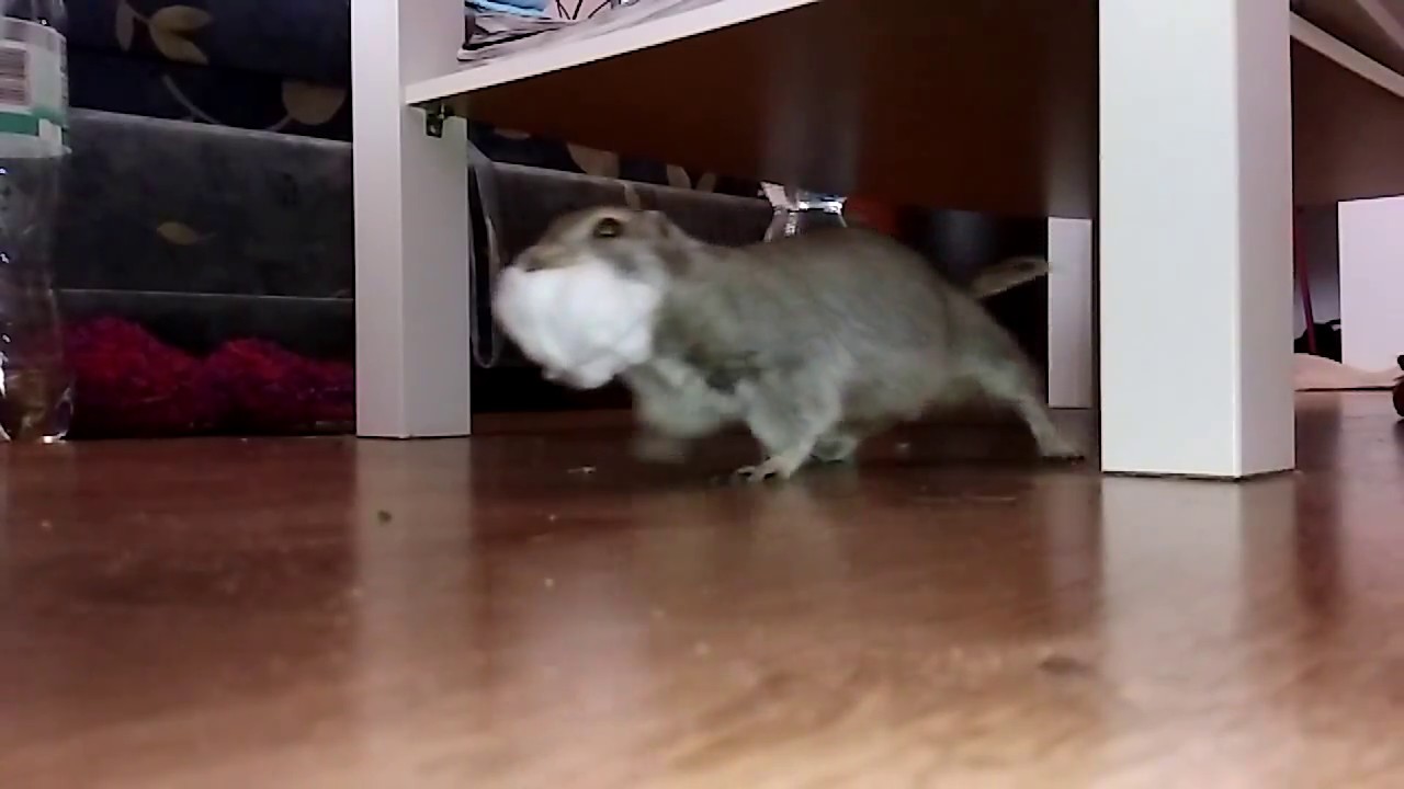 [ANIMALS, ZWIERZĘTA]  Suseł się przeprowadza