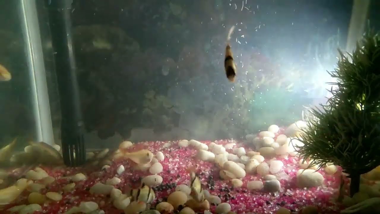 Aquarium Hyperlapse 1303