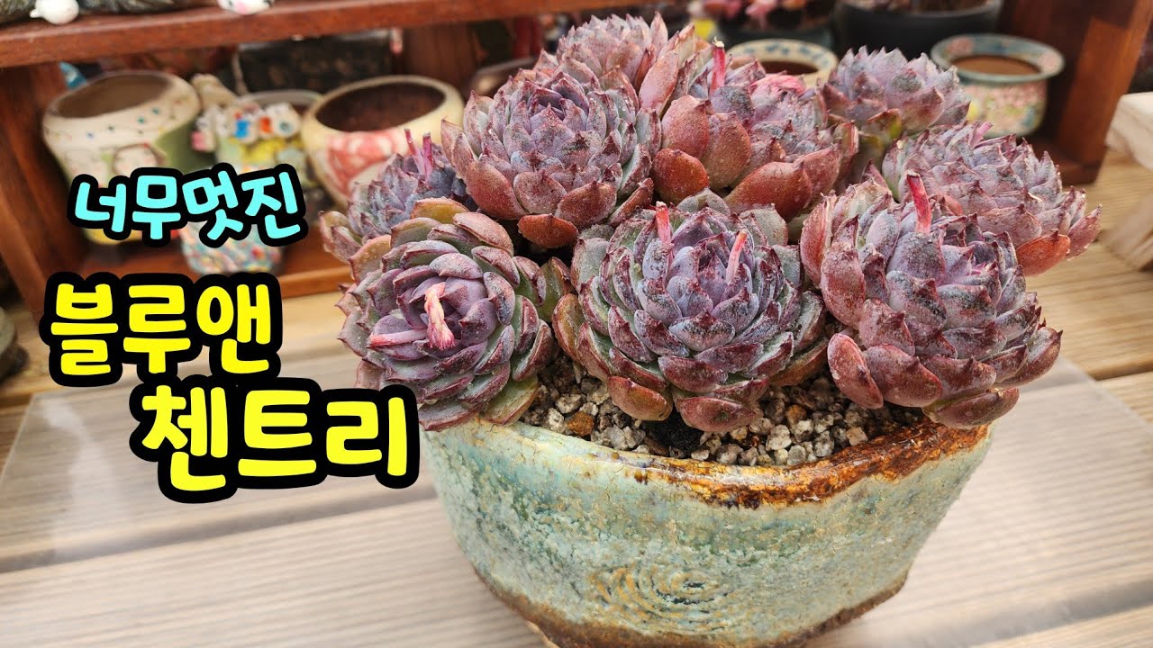 260208 첫눈에반한멋진보라빛대품다육~블루앤첸트리!하나쯤품을만하네요~^^