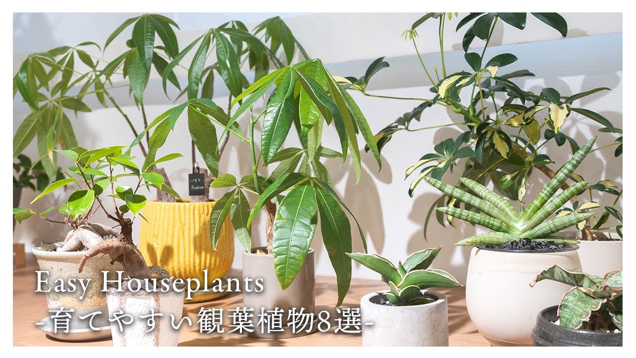 インテリアにおすすめ！お家で育てやすい観葉植物8選🪴