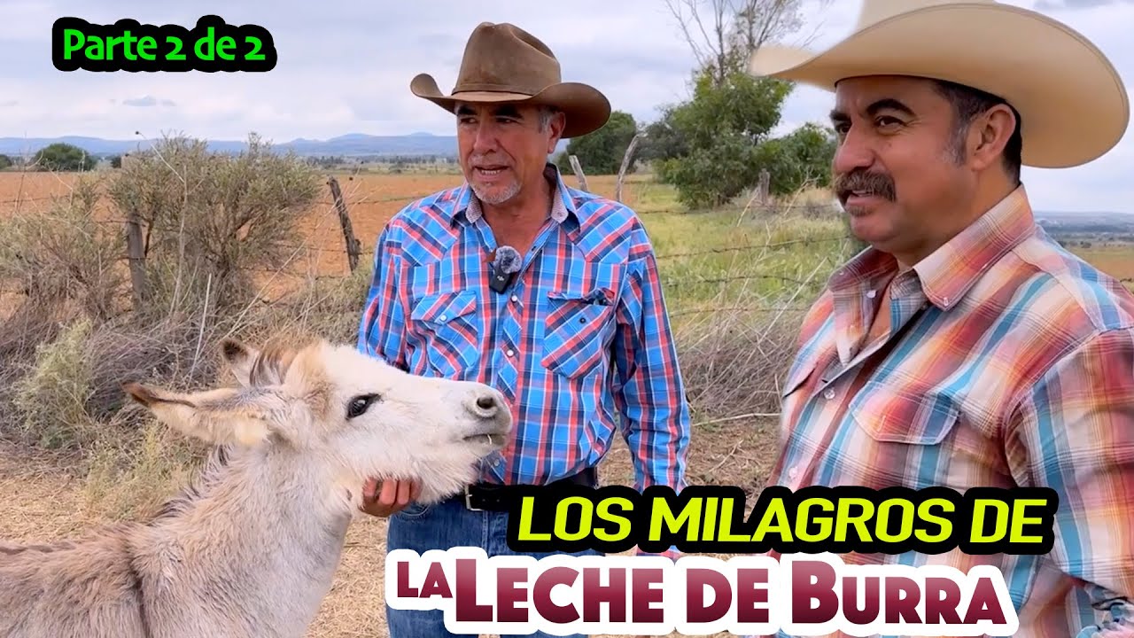 LECHE DE BURRA al alcance de todos