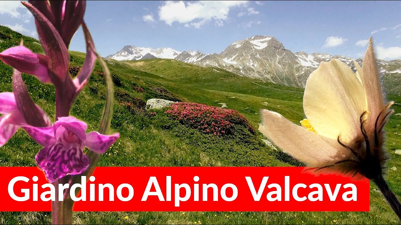 Giardino Alpino della Valcava