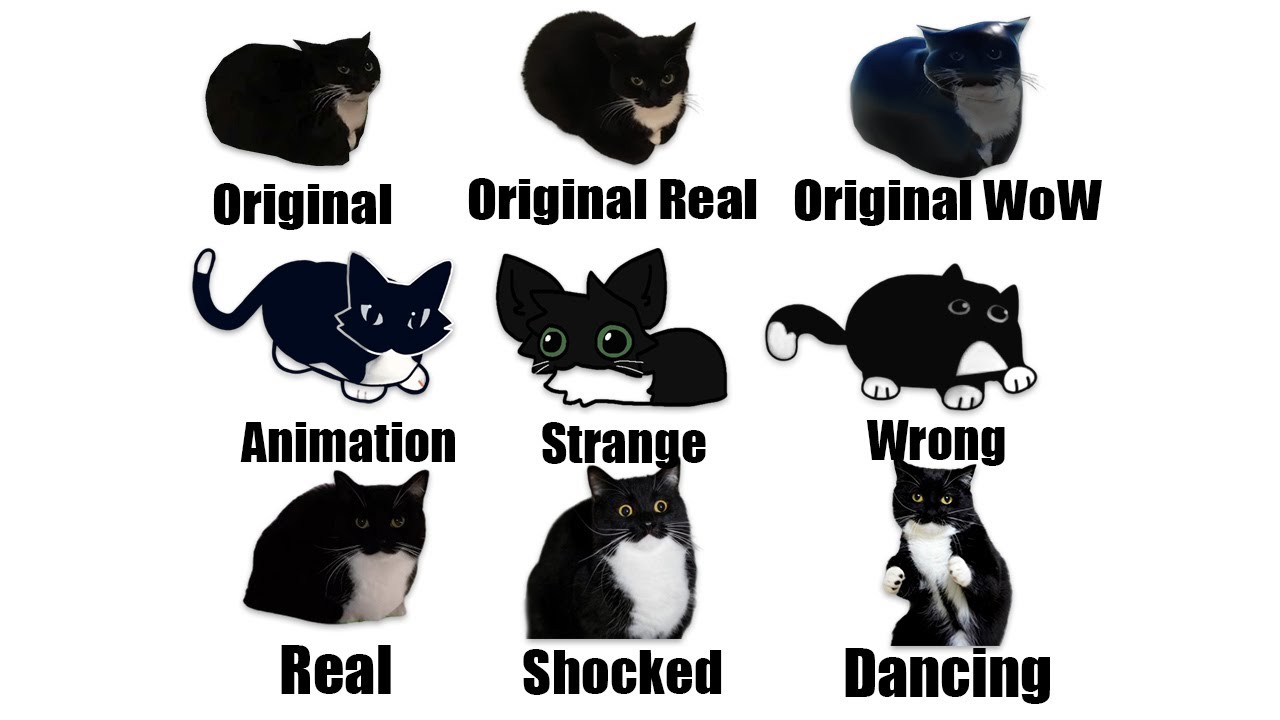 ALL Maxwell cat Version