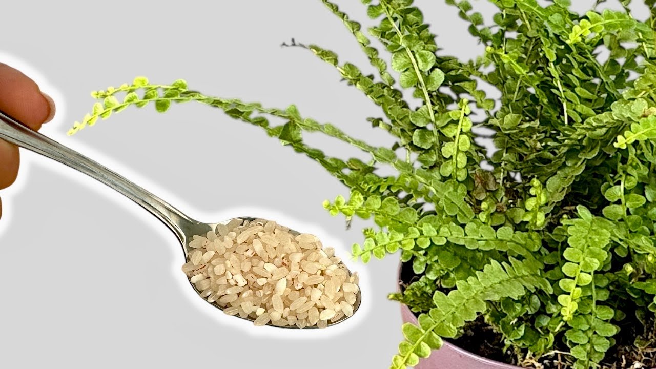 How to Turn a Dying Fern into a Lush, Healthy Bush! 🌿✨