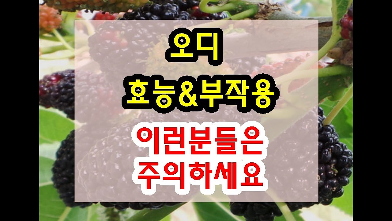 오디즙 / 오디 효능과 부작용 잘 알고 드셔야해요~