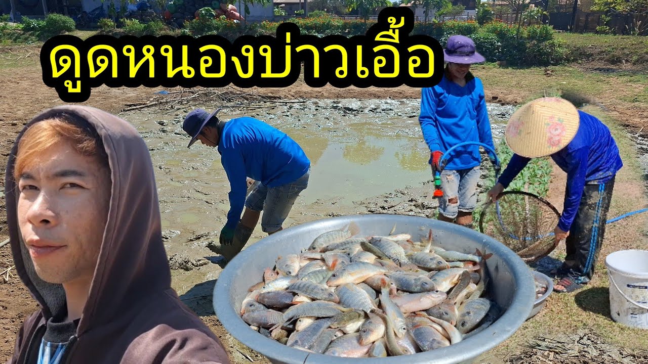 ep::1240 บ่าวเอื้อ&บ่าวน้ำดูดหนองเอาปลา ได้เยอะมากทุกคน