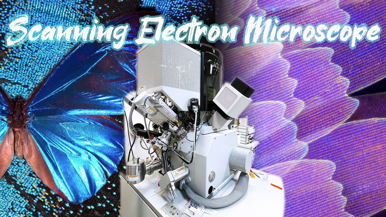 Scanning Electron Microscope - SEM - Introduction to the NanoWorld - 扫描电子显微镜