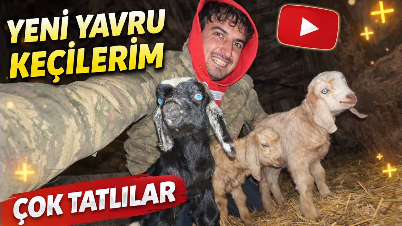 BİTTİ DEDİK TEKRAR BAŞLADI /YENİ MİSAFİRLER
