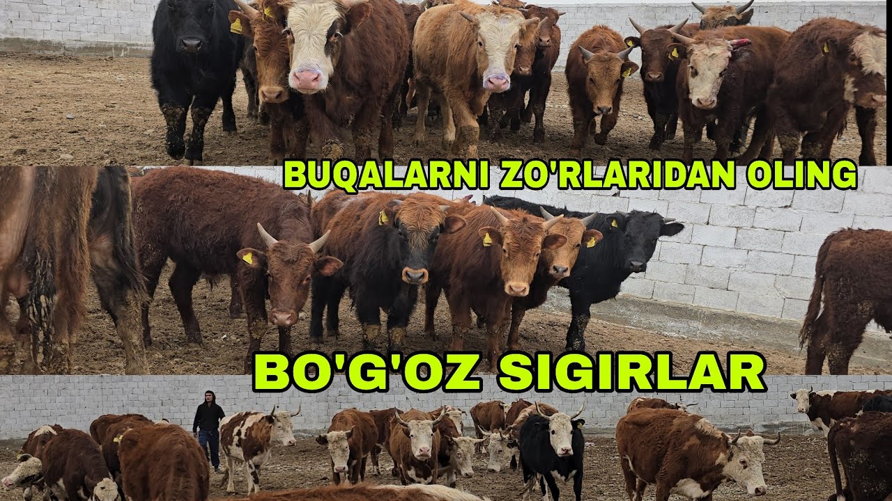 Hakim akani fermalaridan shvet buqalar va bo'g'oz sigirlar optimiga bosing25 февраля 2026 г.