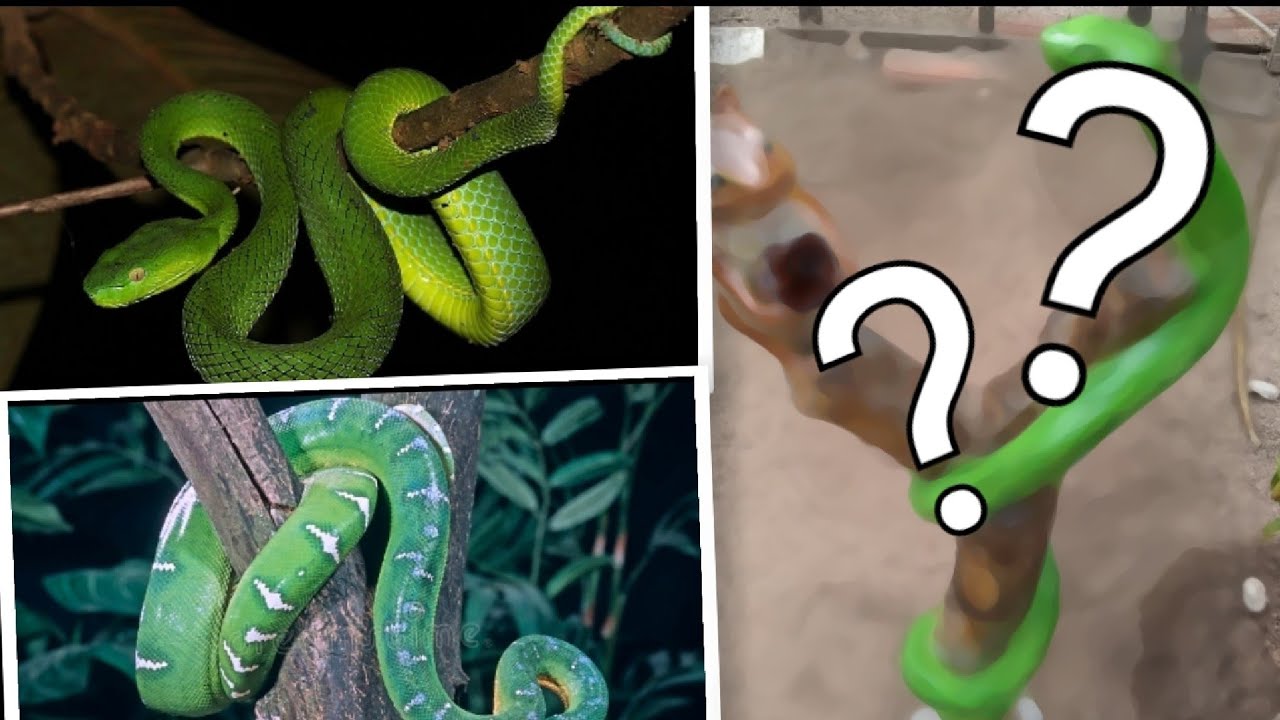 COBRA E ESQUILO FEITO FEITO COM CIMENTO