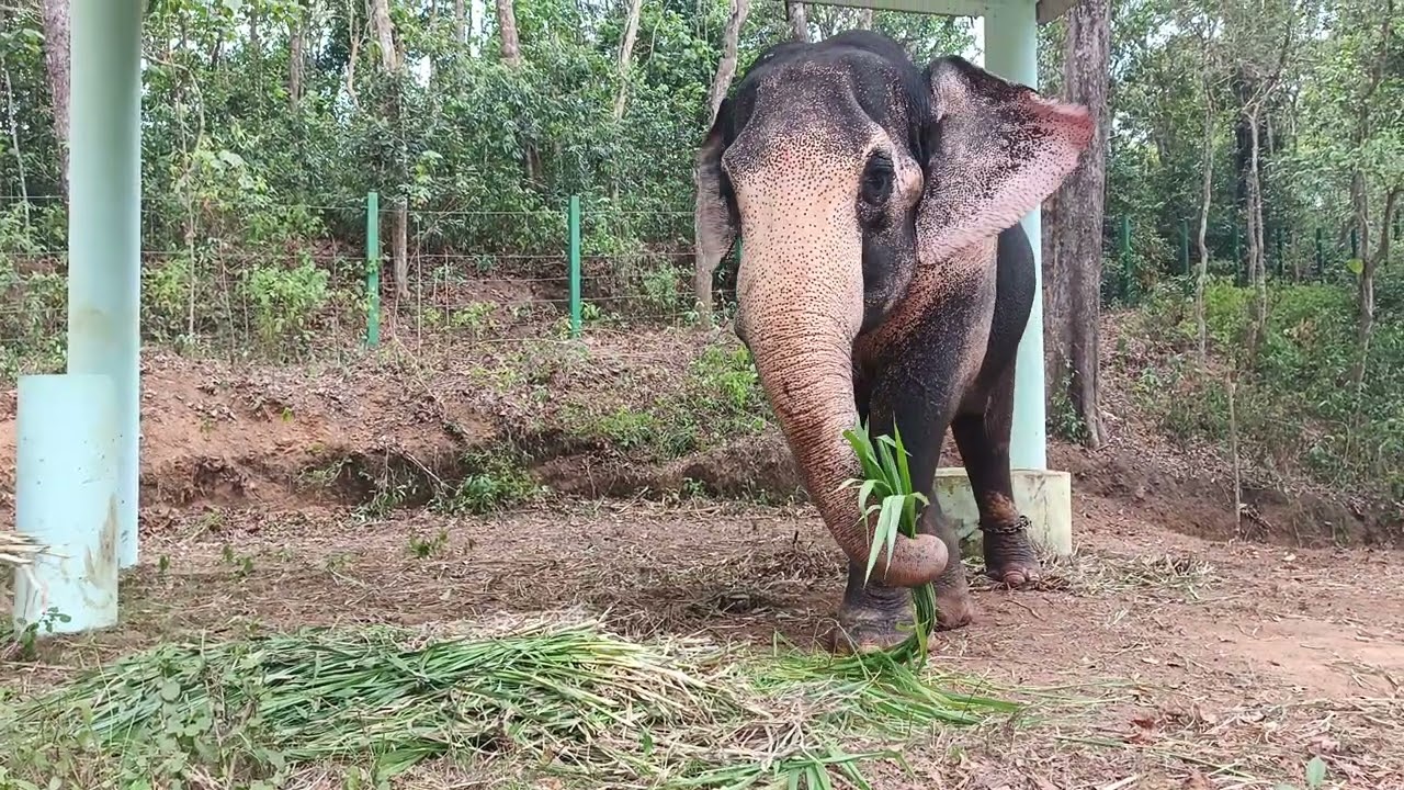 Kottur ana visheshangal