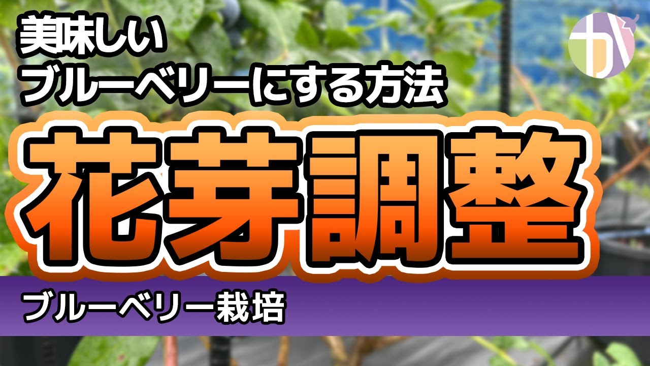 【真似すべし】美味しいブルーベリーを育てるための花芽調整｜収穫量を増やす簡単なコツを解説！