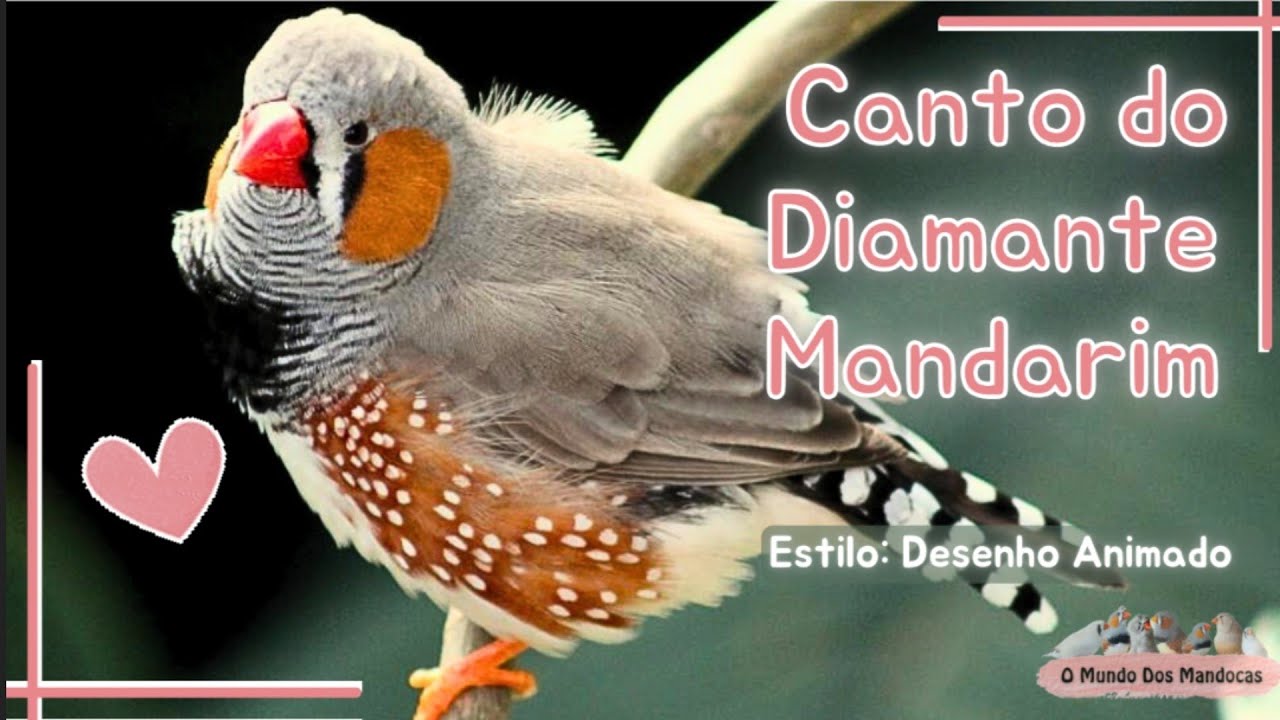 Canto do Diamante Mandarim (estilo Desenho Animado)🎶