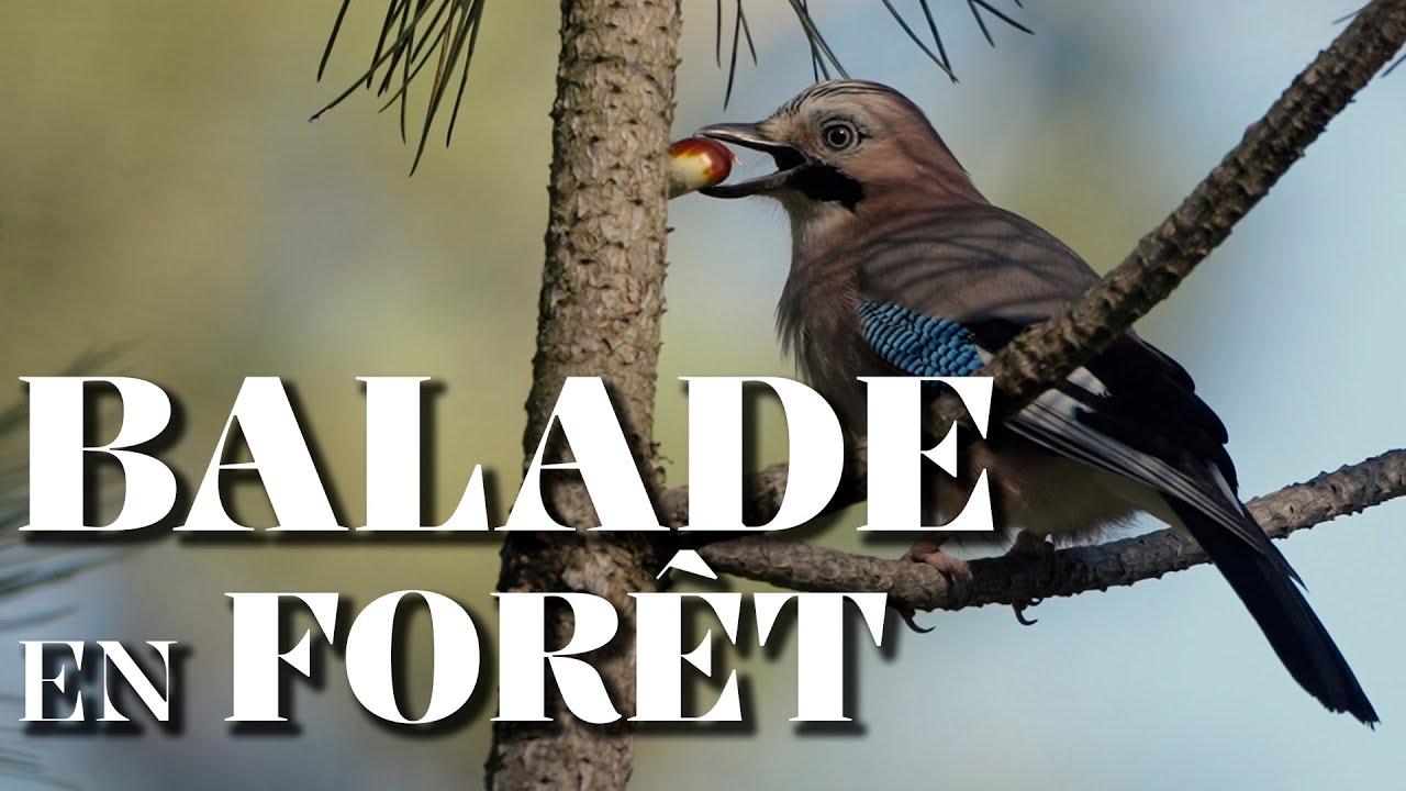 La photo animalière en automne