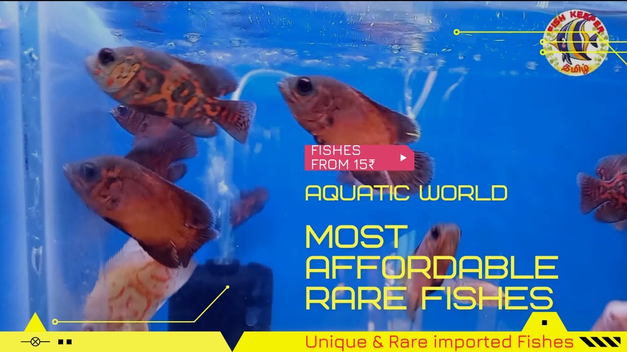 Most Affordable - Rare imported Fishes | Fishes from 15₹ | Aquatic World | Kolathur Fish Market