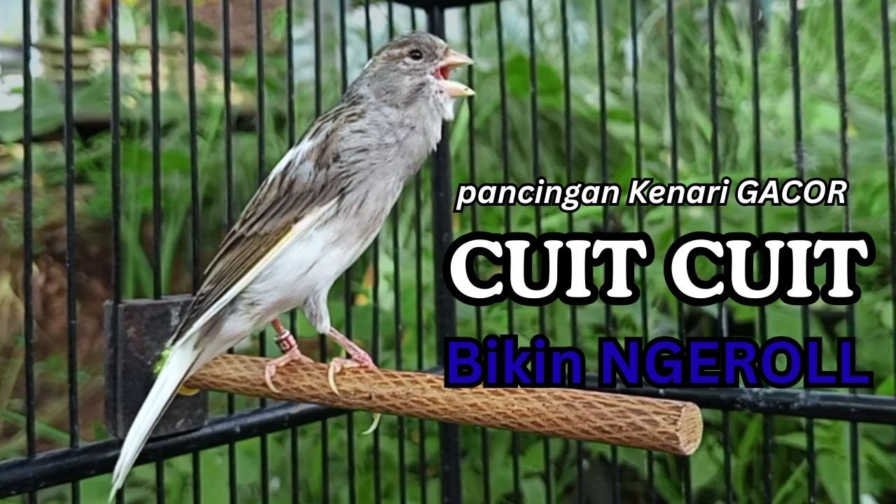 PANCINGAN EFEKTIF, KENARI PAUD, KENARI MUDA Cocok untuk Masteran  Kenari Macet BUNYI agar GACOR