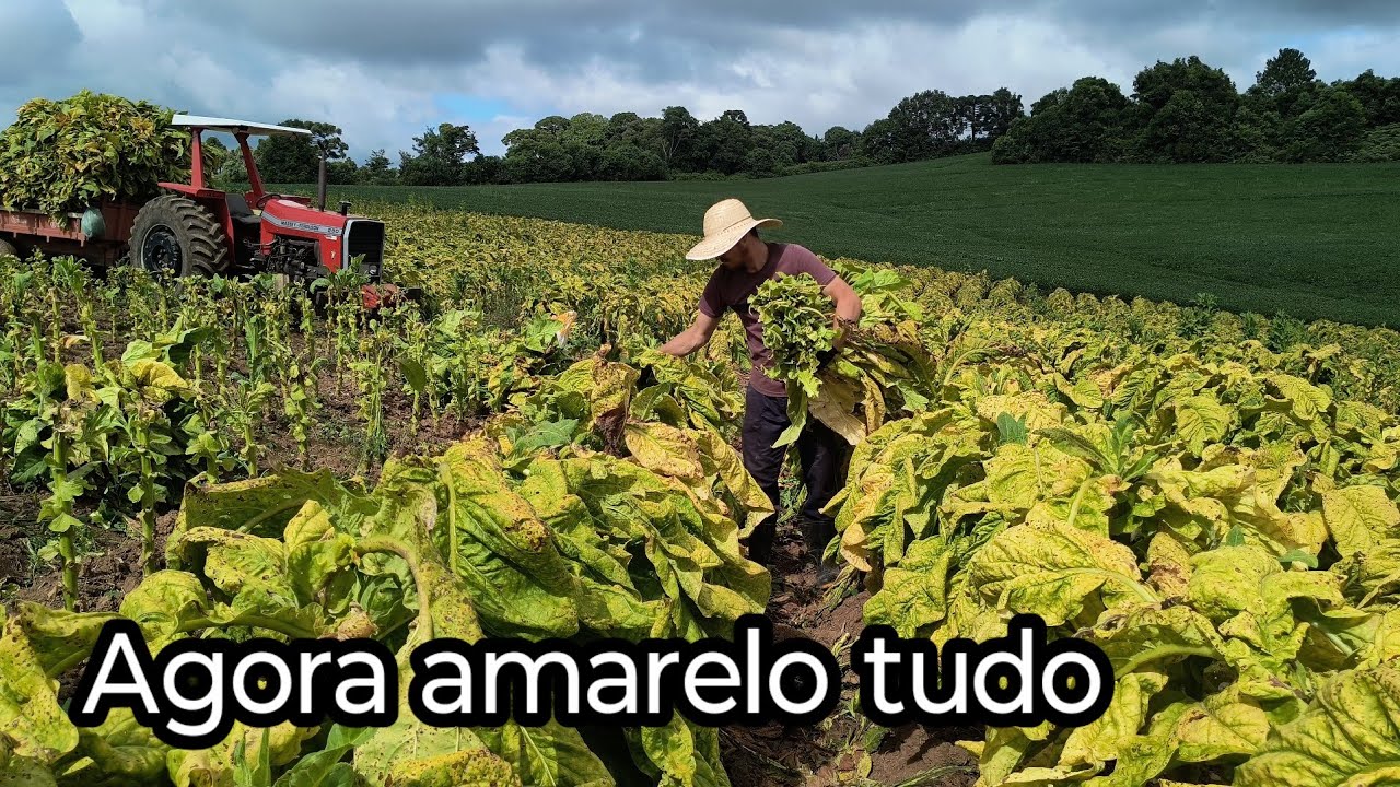 Mais um dia rapando fumo agora apuro