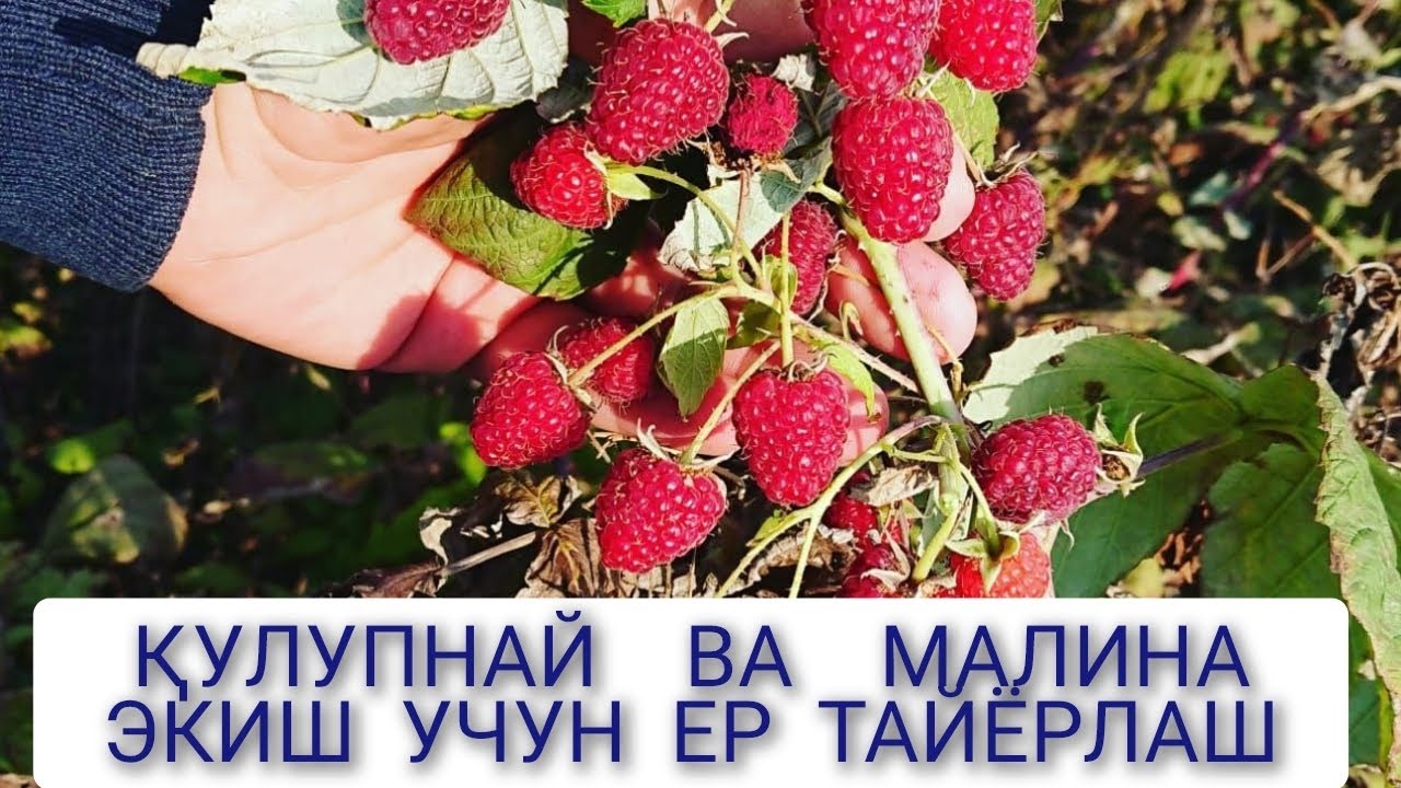 Қулупнай кўчат экиш учун ер тайёрлаш; +998973439321