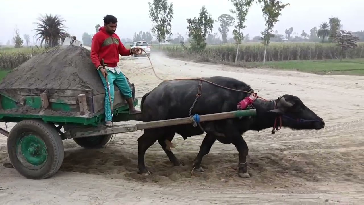 Jhota takatvar 