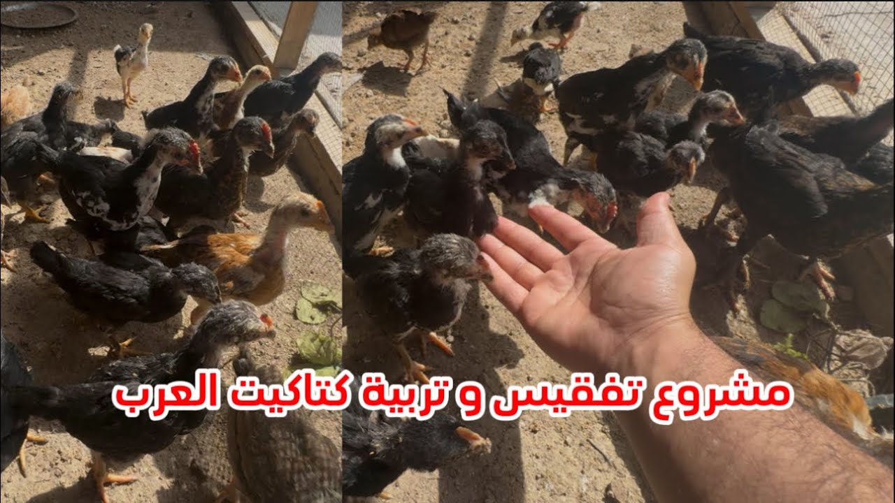 مشروع تفقيس و تربية كتاكيت العرب دراسة جدوى كاملة مع النصائح والارشادات وبعض الملاحظات المهمة للنجاح