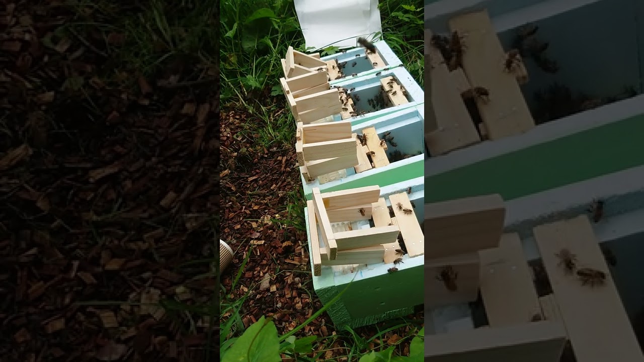 Introduce New Virgin Queen to mini Mated Nucs 2 day's old Queen #beekeeping #honeybee #queenbee