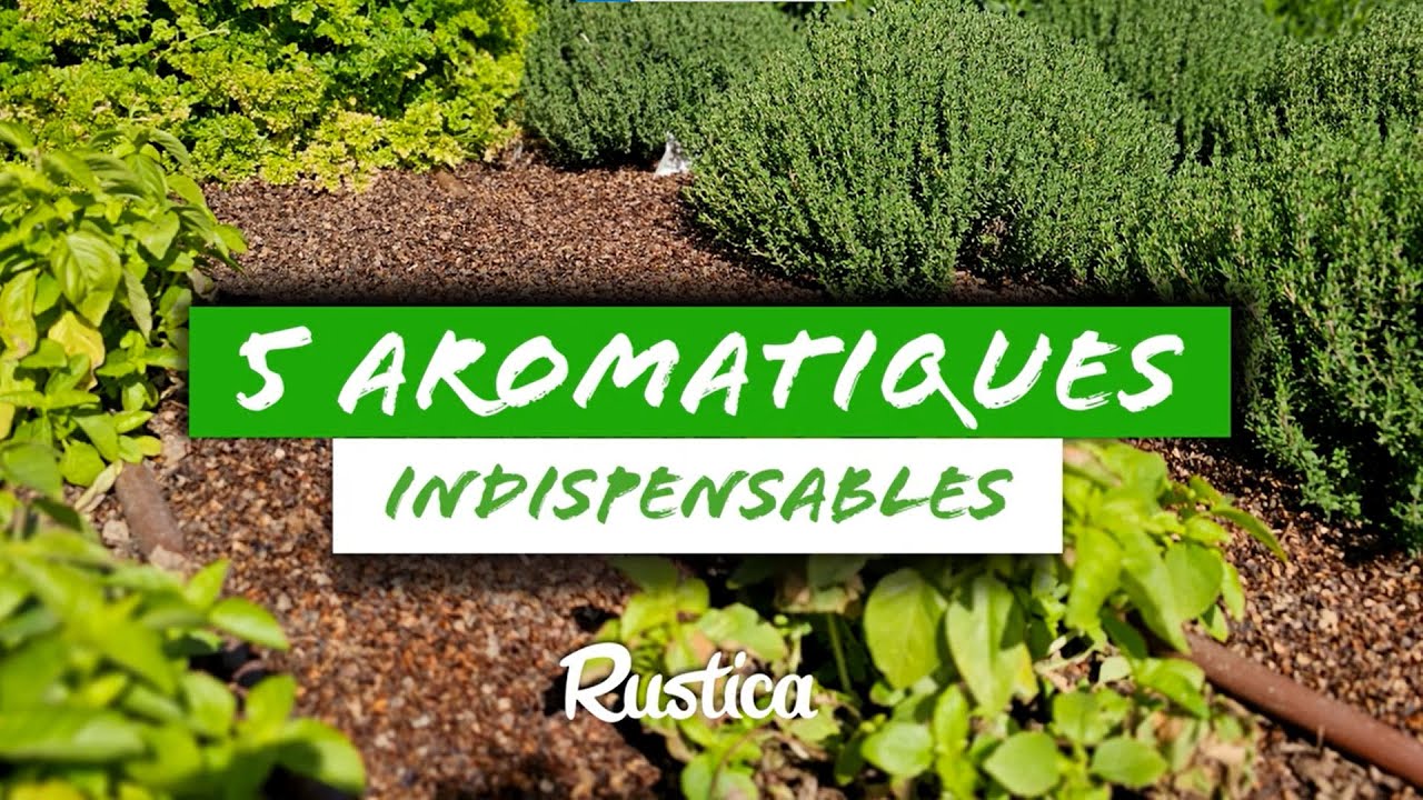 🌿 5 Aromatiques Indispensables à avoir sur le balcon et au jardin