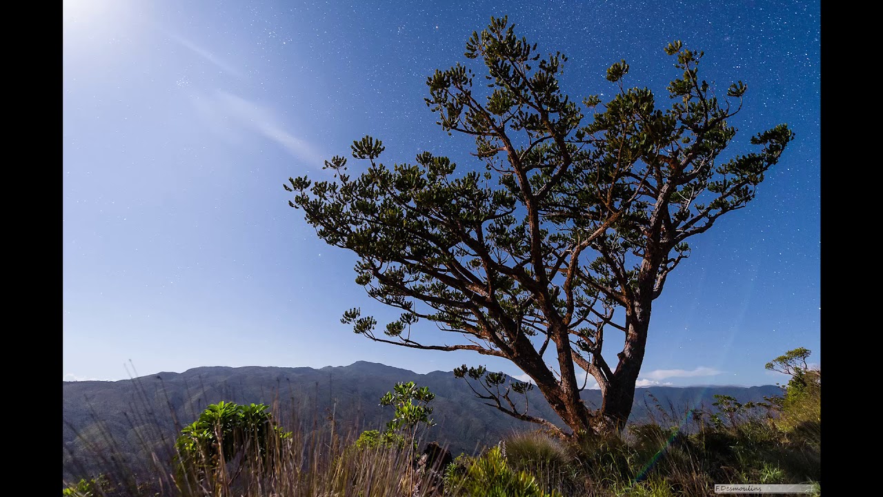 Ambiance sonore des forêt humides d'altitude de Nouvelle Calédonie
