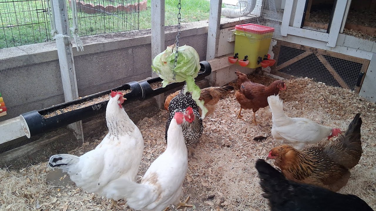 Good Morning!!!! Chicken Coop Cam
