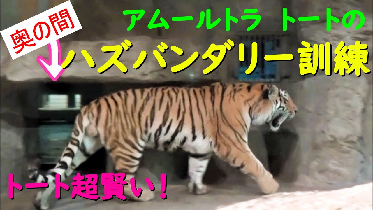 アムールトラのハズバンダリートレーニング☆トート君すごい✨飼育員さんと頑張る！　キリルの孫 円山動物園【トートNo,32】