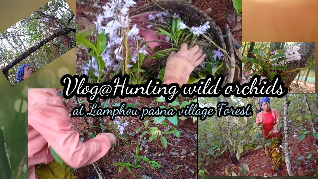 Hunting wild orchids in Lamphou pasna forest with my sister@rebecasjourney another Vlog