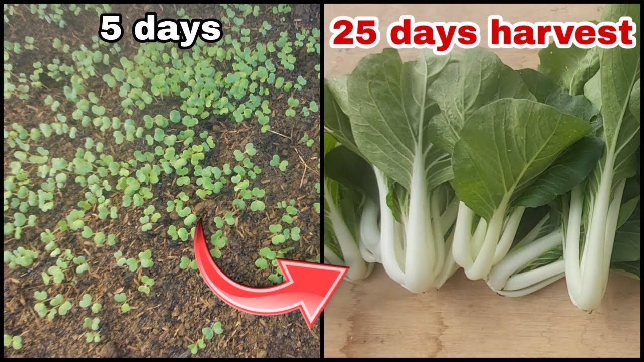 Planting petchay from start to harvest