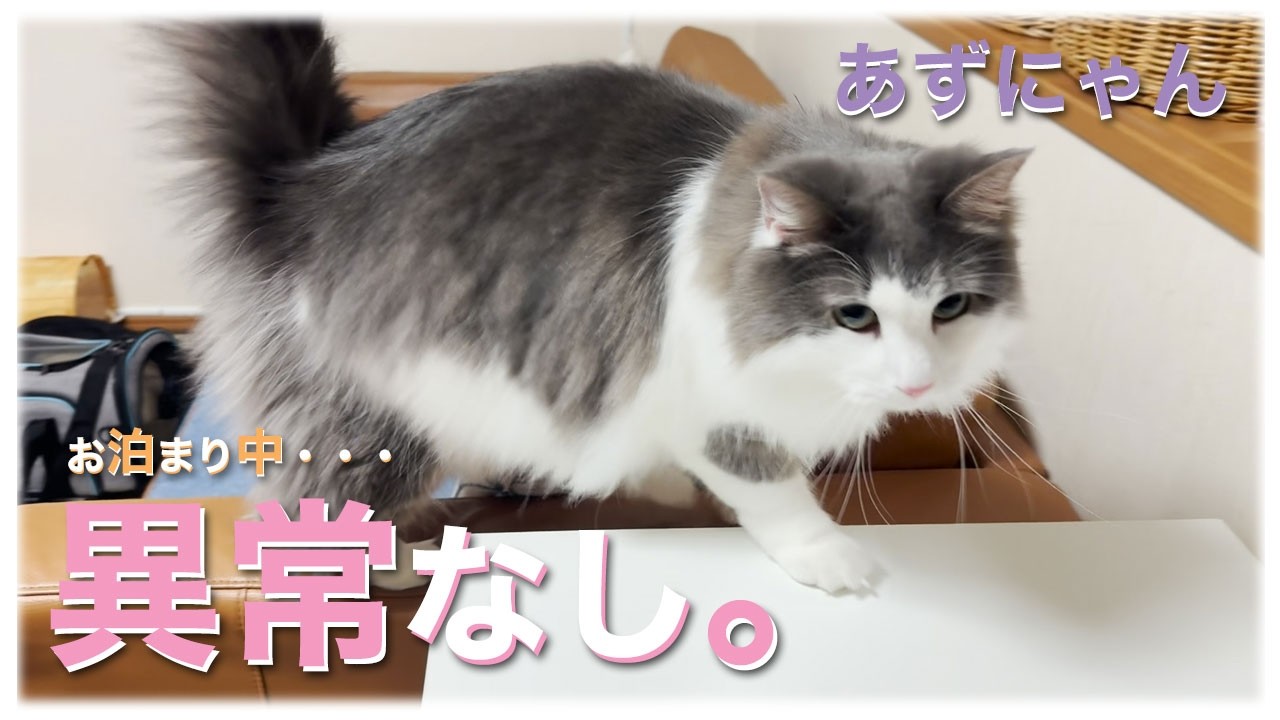 あずにゃん、🏠お家異常なし👮　🏨お泊まり後🐈💨お家中見回り確認🚓💨【猫　サイベリアン　あずき】[vol.244]
