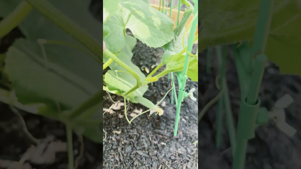 Some of our cucumbers and tomatoes are about ready! 