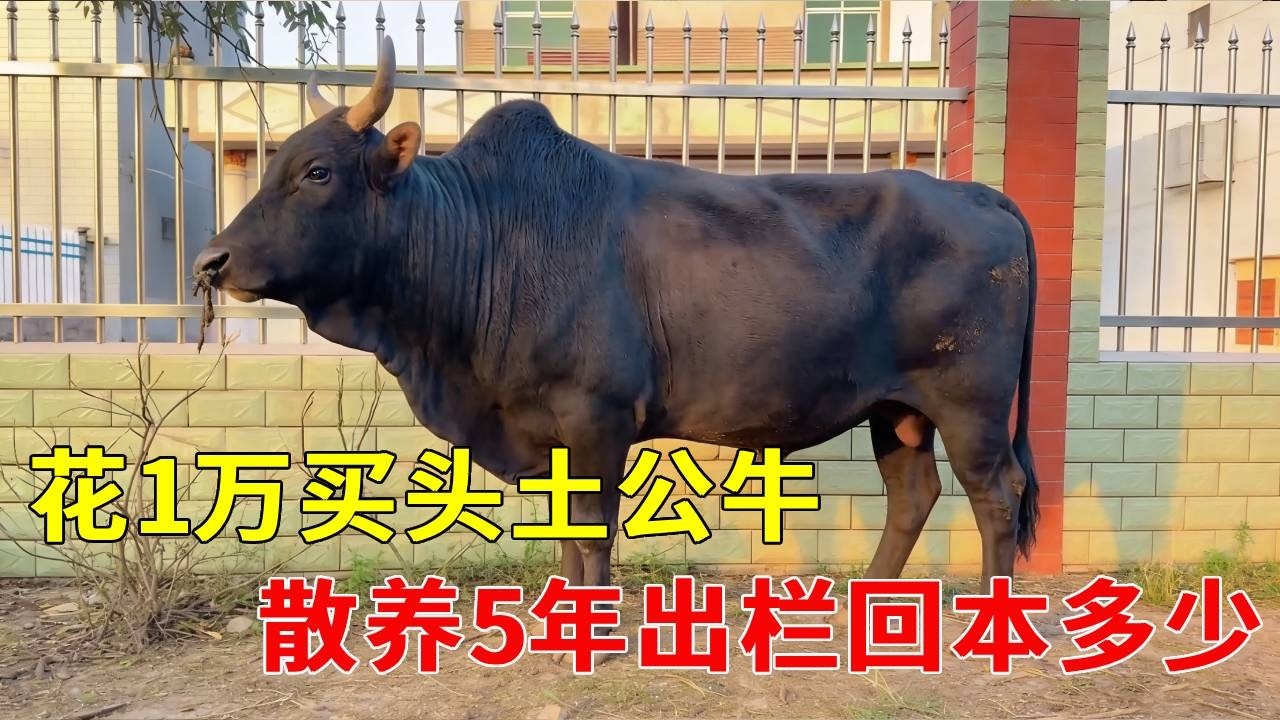 花 1 万买头土公牛，散养到出栏，最后到底能赚多少钱？#我的乡村生活
